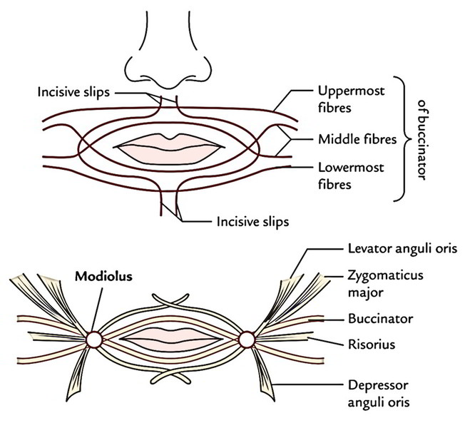 Face Anatomy: Orbicularis Oris