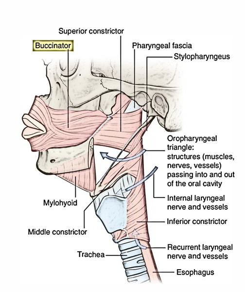 Face Anatomy: Converging Muscles around the Mouth