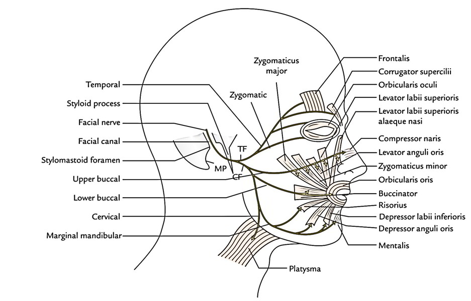 Face Anatomy: Motor Nerve Supply