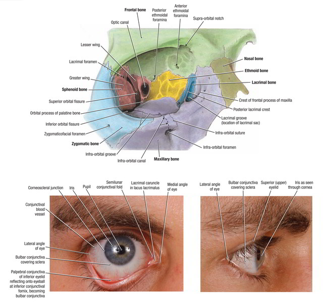 what is the primary function of the eyelids