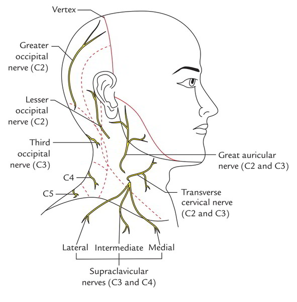 Cutaneous Nerves of the Neck Earth's Lab