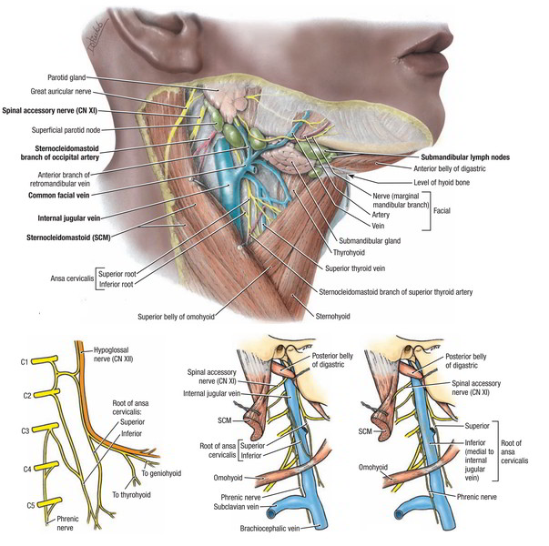 Diagram Neck Nerves Gallery - How To Guide And Refrence