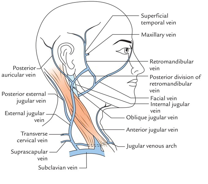 Easy Notes On Superficial Veins Of The Neck Learn In Just