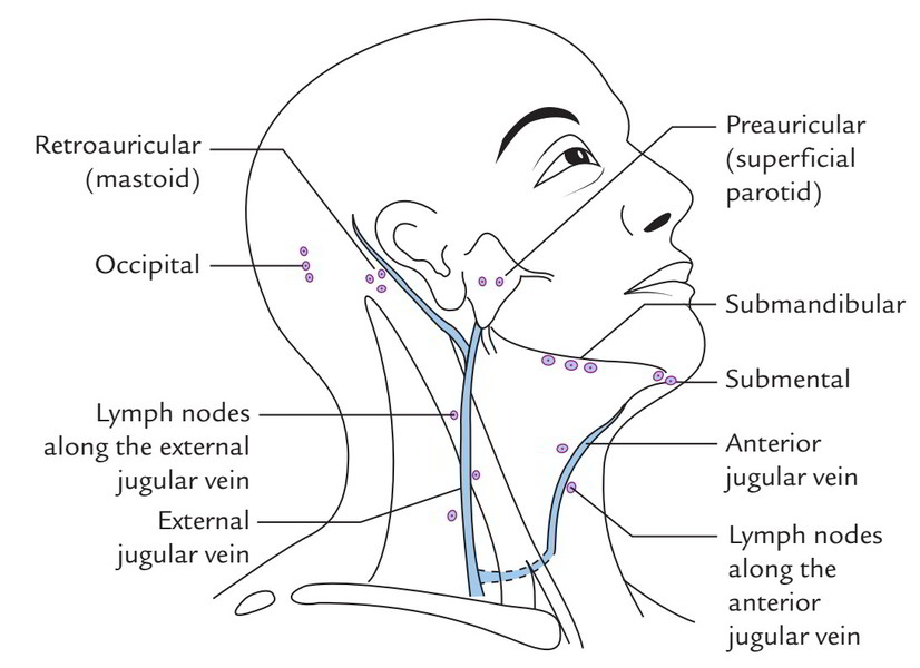 Easy Notes On 【Superficial Lymph Nodes and Lymph Vessels】 – Earth's Lab
