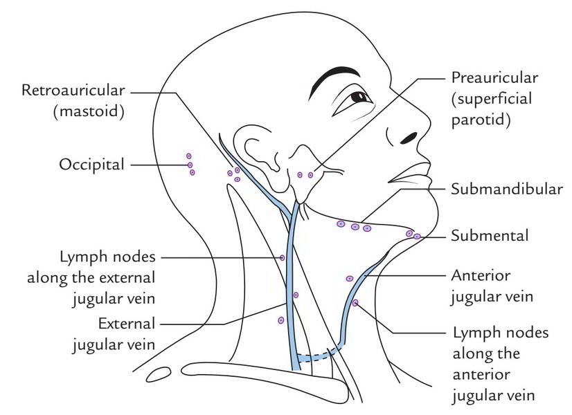 where are lymph nodes located