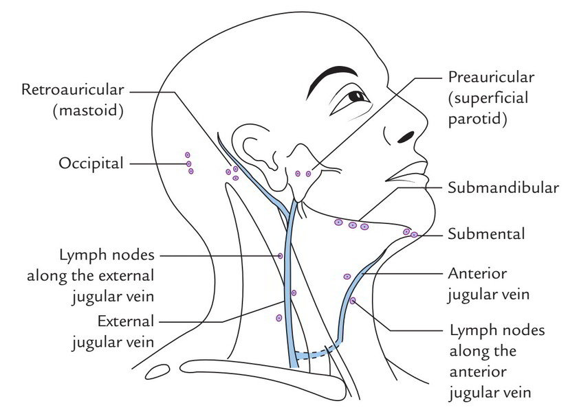What Drains Into Deep Cervical Lymph Nodes Infoupdate