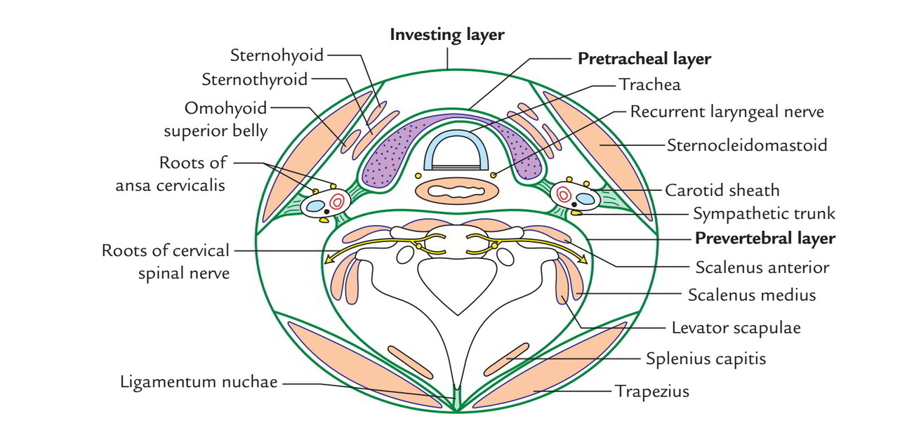 Investing layer of cervical fascia vardiff ethereum