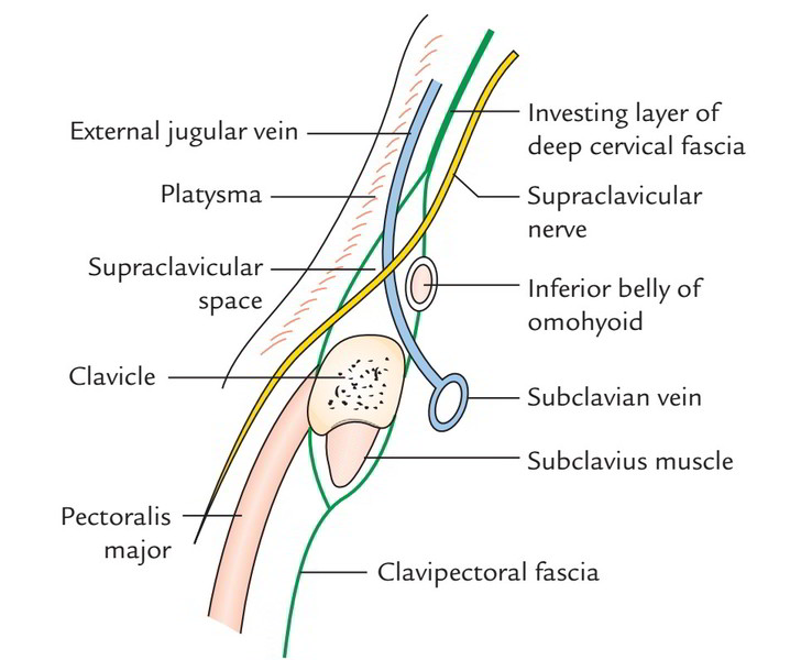 Investing layer of deep cervical fascia encloses in a case 1 lot forex adalah kode