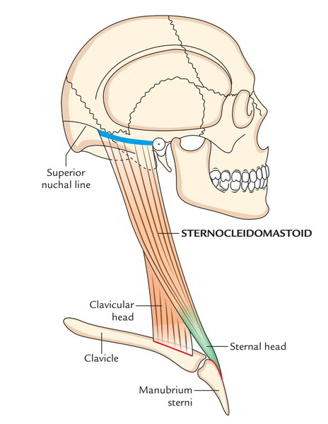 Sternocleidomastoid Muscle Anatomy Sternocleidomastoid Muscles 