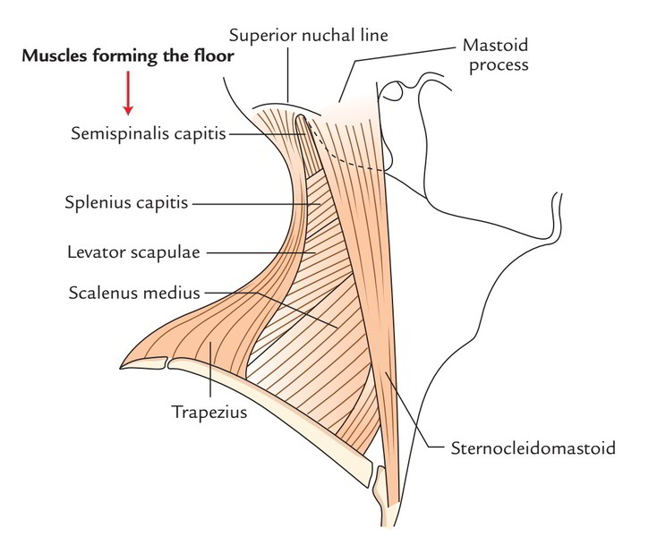 Posterior Triangle of the Neck Earth's Lab