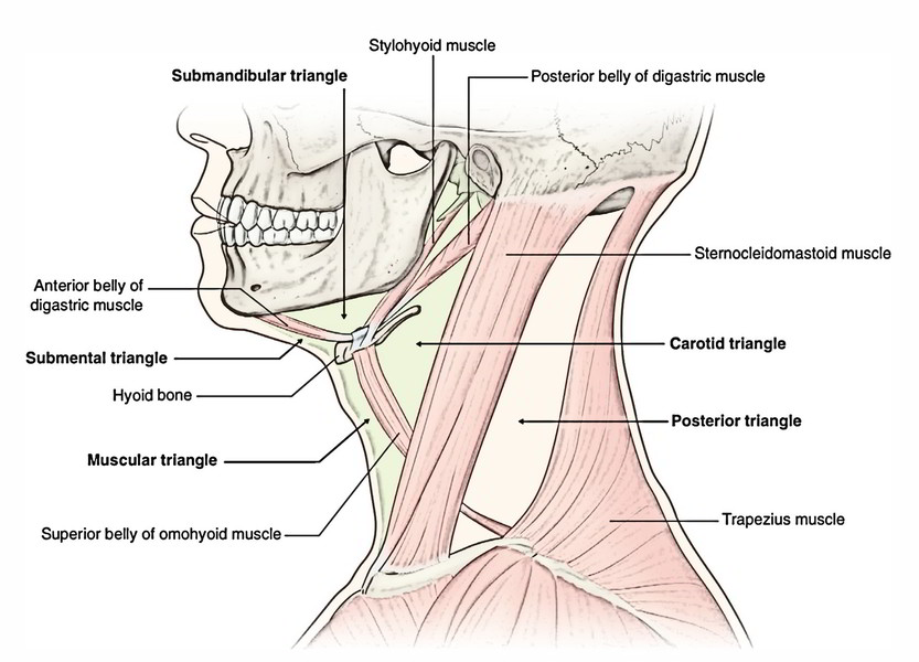 Easy 3 Mins Notes On 【Suprahyoid and Infrahyoid Muscles of the Neck