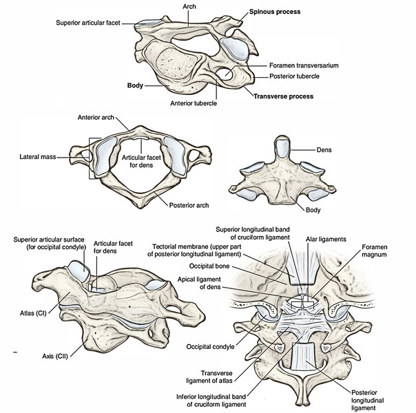 atlanto occipital joint location)