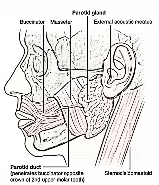 Easy Notes On 【Parotid Gland】Learn in Just 4 Minutes! – Earth's Lab