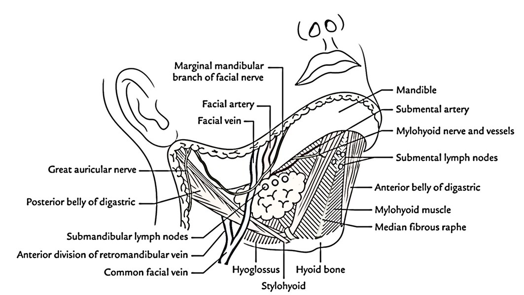 Easy Notes On 【Submandibular Region】Learn in Just 3 Mins! – Earth's Lab