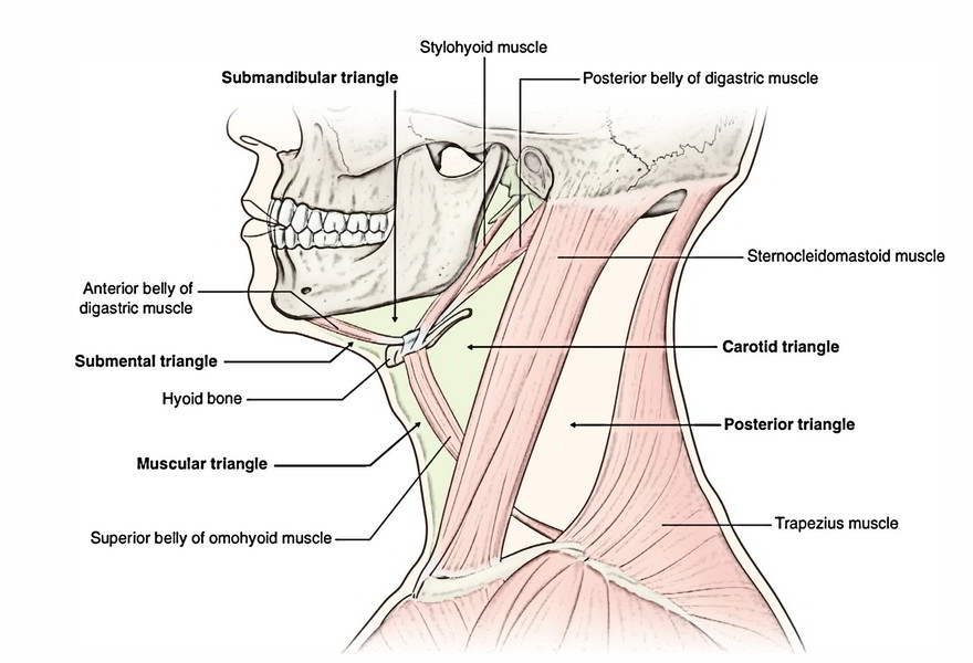 Easy Notes On 【Muscles of the Submandibular Region】