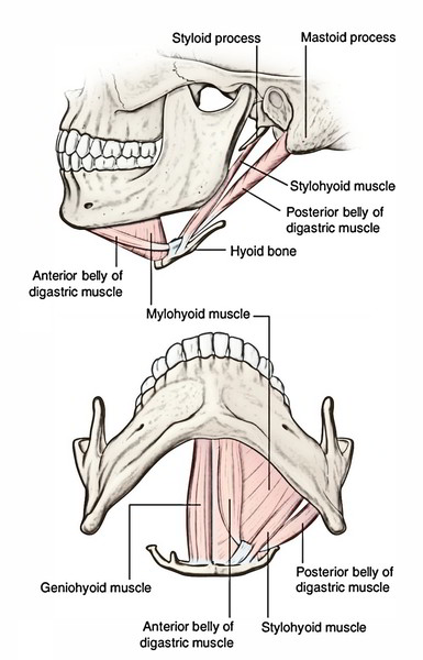 Easy Notes On 【Muscles of the Submandibular Region】