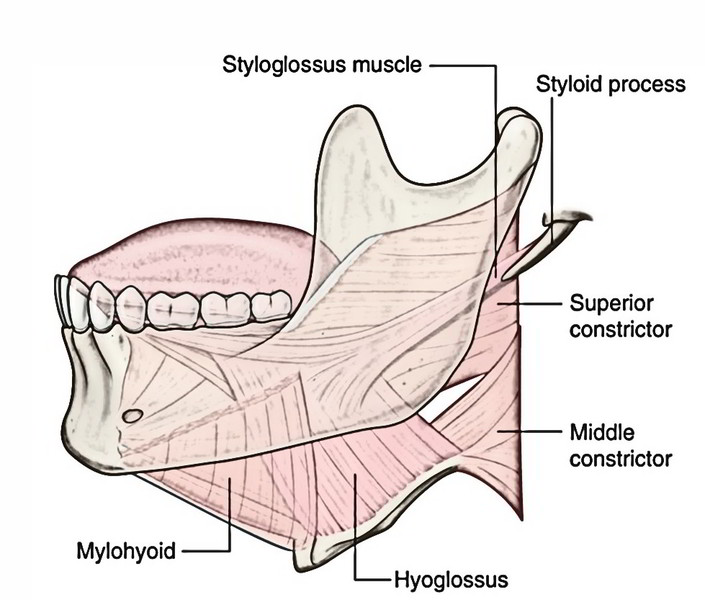 Easy Notes On Muscles Of The Submandibular Region 