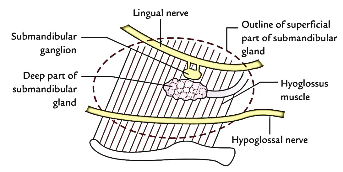 Submandibular Gland Duct Anatomy