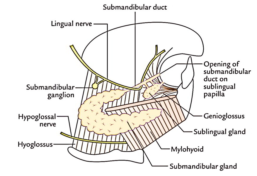 Submandibular Gland Submandibular Ganglion Langleys Ganglion And