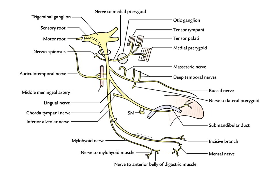 Branches of the mandibular nerve. *Motor branches. ABD = Anterior belly