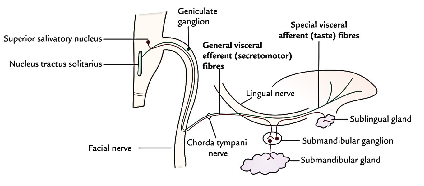 Chorda Tympani Nerve Earth #39 s Lab Chorda Tympani Nerve Earth #39 s Lab