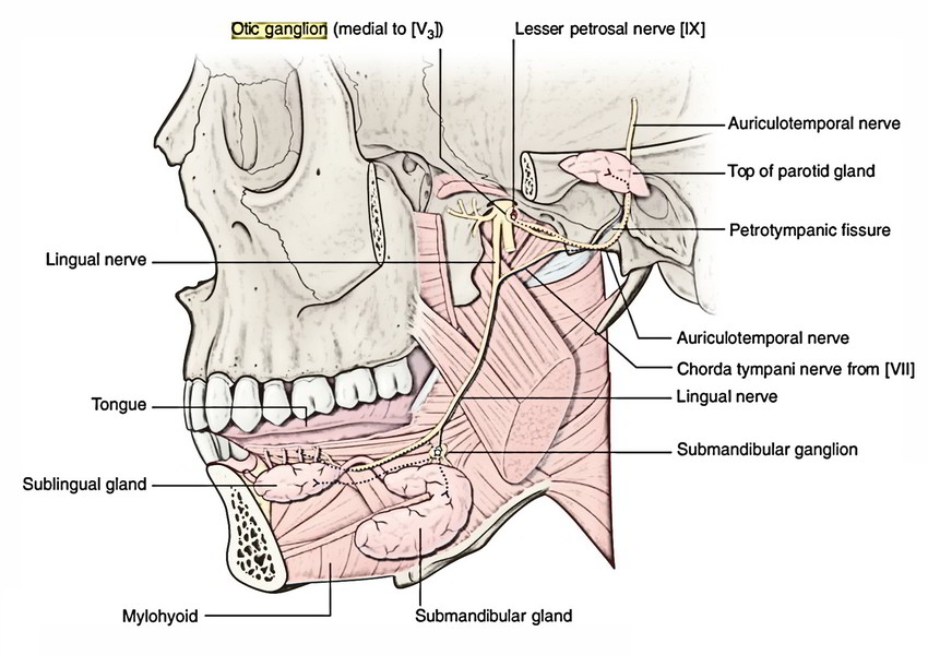 Easy Notes On 【Otic Ganglion】Learn in Just 4 Minutes!