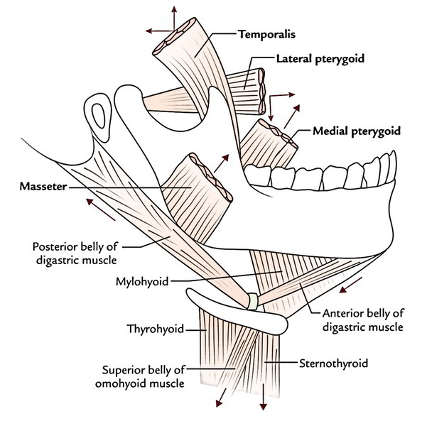 Easy Notes On 【Muscles of Mastication】Learn in Just 4 Minutes! – Earth