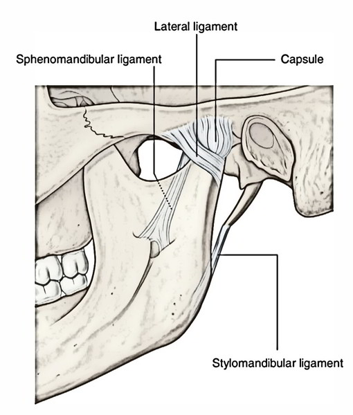 Temporomandibular Joint Anatomy