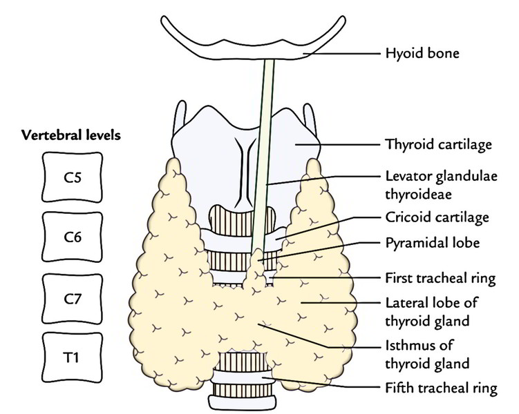 Thyroid Gland Earths Lab