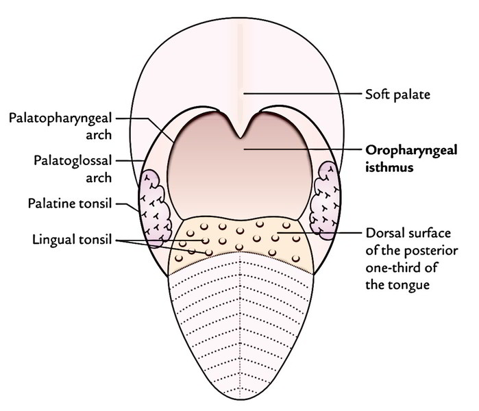 Palatoglossal Arches