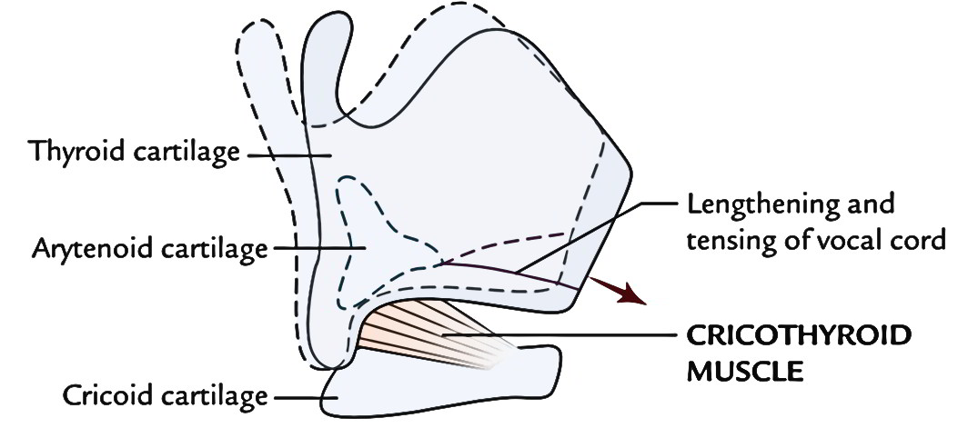 Easy Notes On 【Larynx】Learn in Just 4 Minutes! – Earth's Lab lower respiratory system diagram 