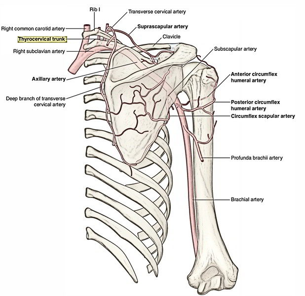 Subclavian Arteries Earths Lab