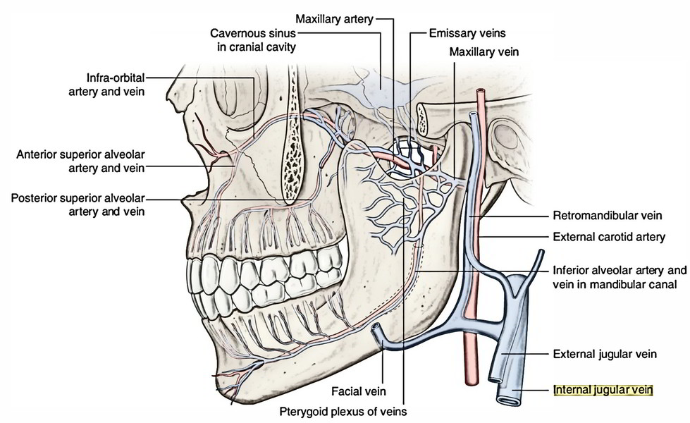 Internal Jugular Vein Earth's Lab