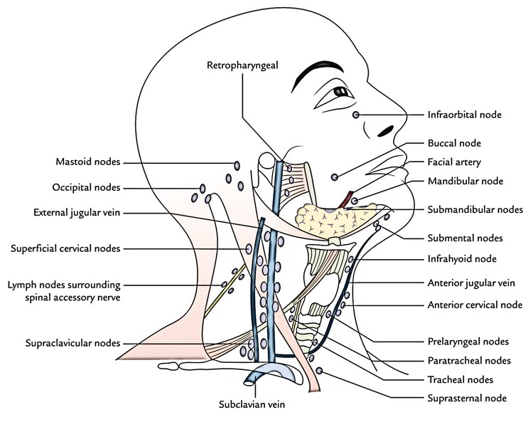 Lymphatic Drainage Of The Head And Neck Earths Lab