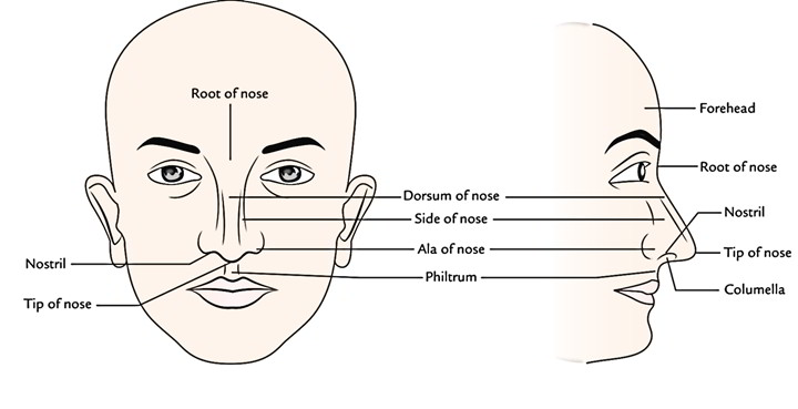 Easy Notes On 【Nose】Learn in Just 4 Minutes! – Earth's Lab