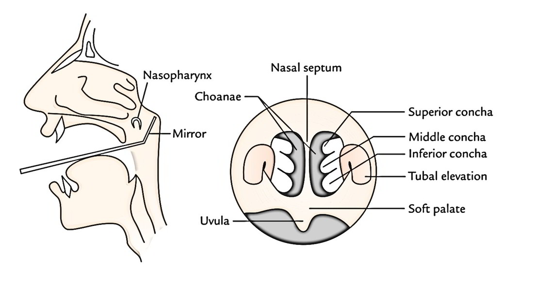 Easy Notes On 【Nasal Cavity】Learn in Just 4 Minutes!
