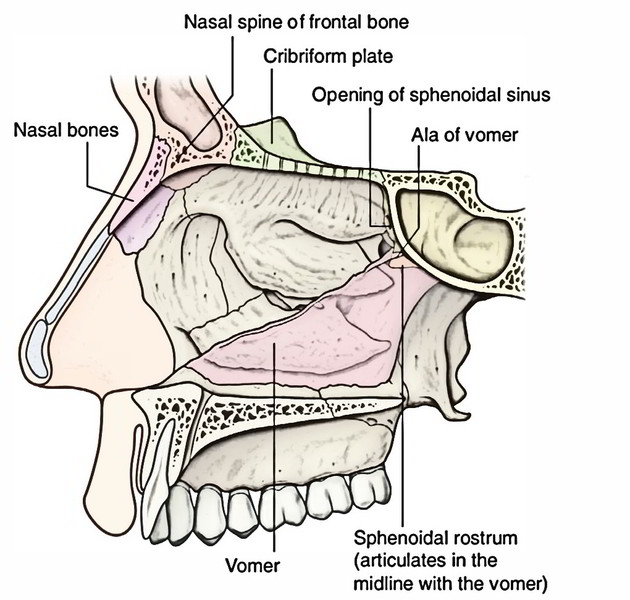 Easy Notes On 【Nasal Cavity】Learn in Just 4 Minutes!