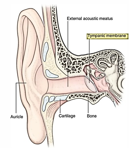 External Ear – Earth's Lab