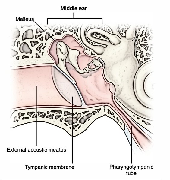 Middle Ear Earth's Lab