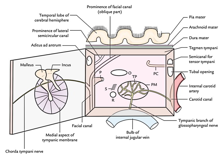 Anatomy Of The Tympanic Membrane