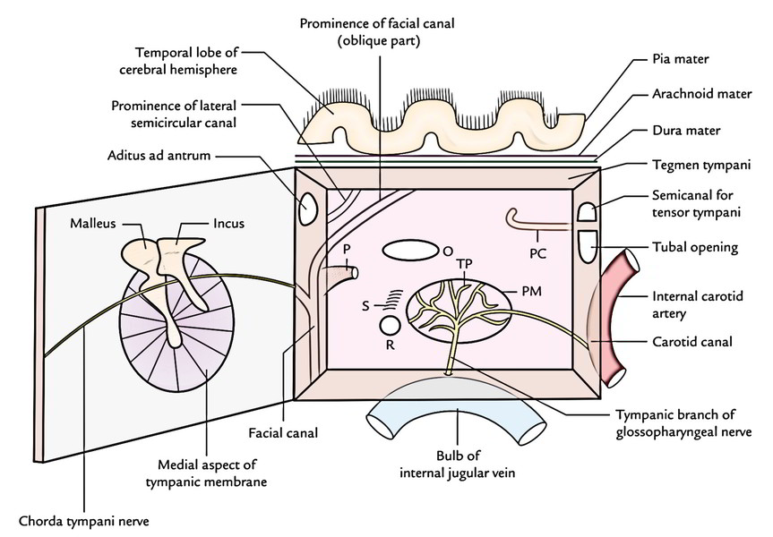 Internal open. Кровоснабжение барабанной полости.