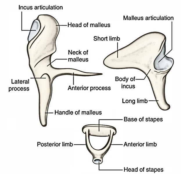 Ear Anatomy Activity