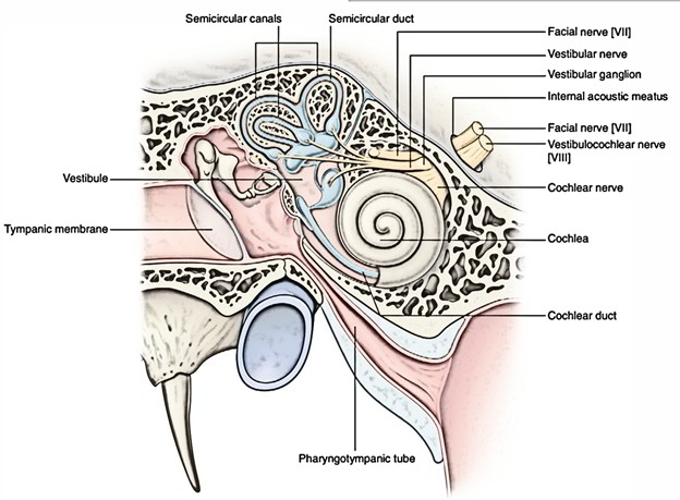 Mandibular Nerve – Earth's Lab