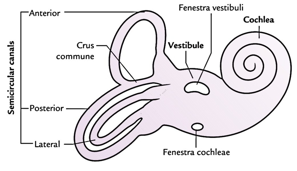 Easy Notes On 【Internal Ear】Learn in Just 4 Minutes! – Earth's Lab