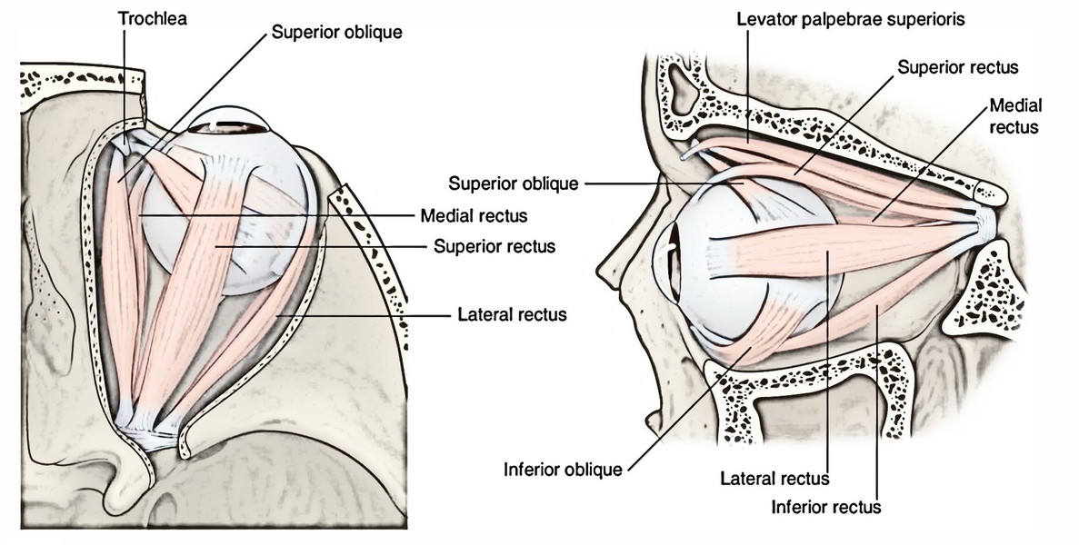 Easy Notes On 【Extraocular Muscles】Learn in Just 4 Minutes! – Earth's Lab