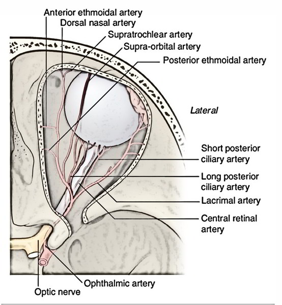Ophthalmic Artery Earth's Lab
