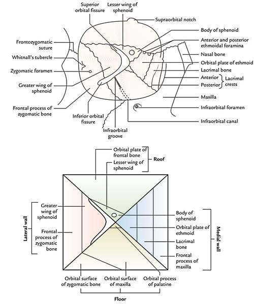 Borders of the Orbit