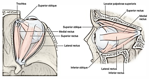 Orbit - Extraocular Muscles