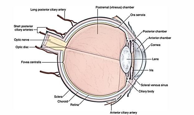 Easy Notes On Eyeball Bulbus Oculi Learn In Just 3