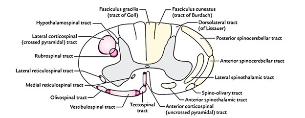 Spinal Cord Tracts Chart